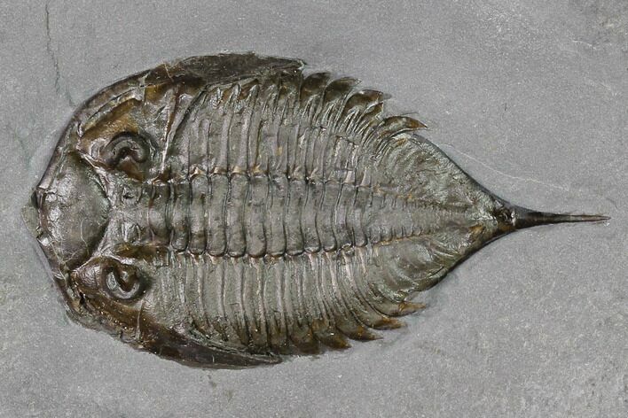 Dalmanites Trilobite Fossil - New York #147310